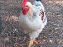 Prémium Kiskakasok kizárólag továbbtartásra,  magkakasnak Eladók! Kettőshasznú és Master × Ayam Cemani genetika (Kiskunhalas)