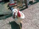 Prémium Kiskakasok kizárólag továbbtartásra,  magkakasnak Eladók! Kettőshasznú és Master × Ayam Cemani genetika (Kiskunhalas)