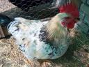 Prémium Kiskakasok kizárólag továbbtartásra,  magkakasnak Eladók! Kettőshasznú és Master × Ayam Cemani genetika (Kiskunhalas)