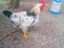 Prémium Kiskakasok kizárólag továbbtartásra,  magkakasnak Eladók! Kettőshasznú és Master × Ayam Cemani genetika (Kiskunhalas)