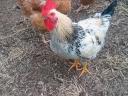 Prémium Kiskakasok kizárólag továbbtartásra,  magkakasnak Eladók! Kettőshasznú és Master × Ayam Cemani genetika (Kiskunhalas)