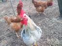 Prémium Kiskakasok kizárólag továbbtartásra,  magkakasnak Eladók! Kettőshasznú és Master × Ayam Cemani genetika (Kiskunhalas)