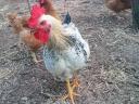 Prémium Kiskakasok kizárólag továbbtartásra,  magkakasnak Eladók! Kettőshasznú és Master × Ayam Cemani genetika (Kiskunhalas)