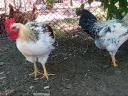 Prémium Kiskakasok kizárólag továbbtartásra,  magkakasnak Eladók! Kettőshasznú és Master × Ayam Cemani genetika (Kiskunhalas)