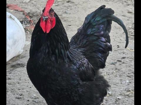 Australorp kakas, 7 hónapos