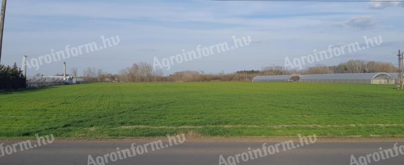 Termőföld Szeged-Kiskundorozsmán, Bordányi úton