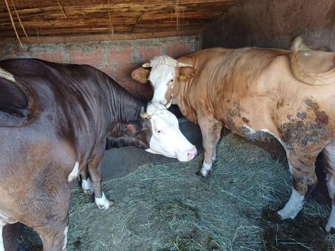 3 db üsző eladó 3 db üsző eladó