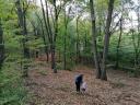 Eladó 100 éves erdő - Pécs
