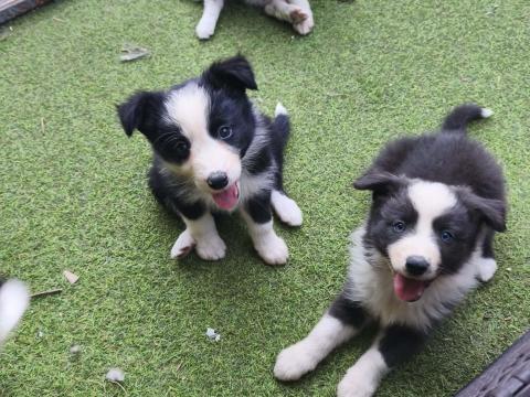 Border collie fajtajellegű kiskutyák elvihetőek Border collie fajtajellegű kiskutyák elvihetőek