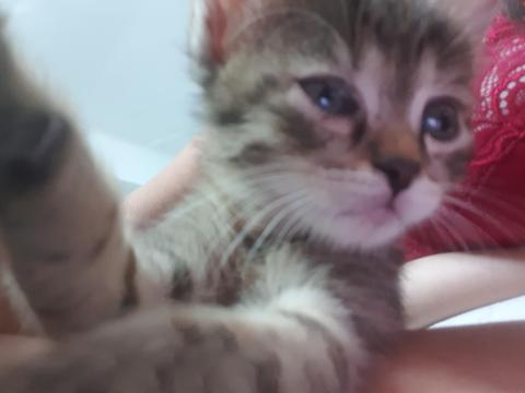 Chaton mâle