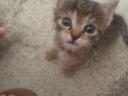 Chaton mâle