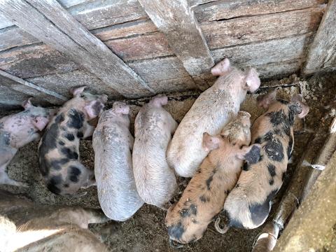 Választási malac eladó Választási malac eladó