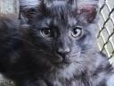 Maine Coon