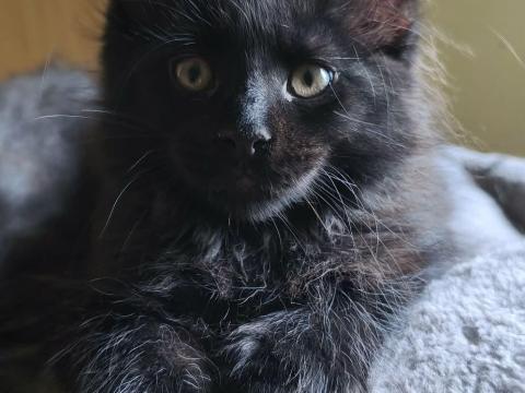 Maine coon