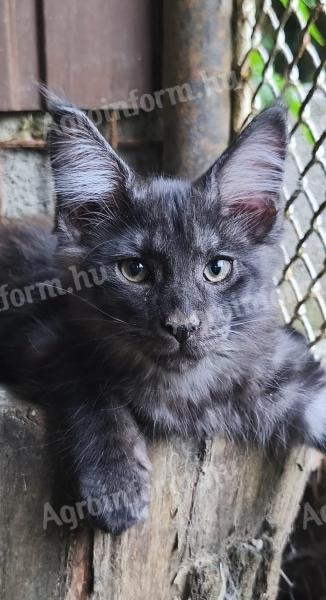 Maine Coon