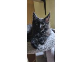 Maine coon