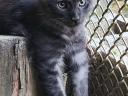 Maine Coon