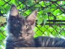 Maine Coon