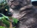 Maine Coon