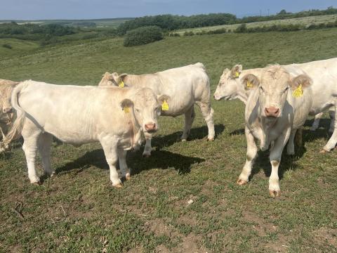 Charolais üszők eladók, 17-18 hónaposak