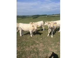 Charolais üszők eladók, 17-18 hónaposak