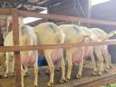 Szánentáli törzsbakok és fejős kecskék eladók