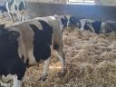Eladó Holstein Bikák