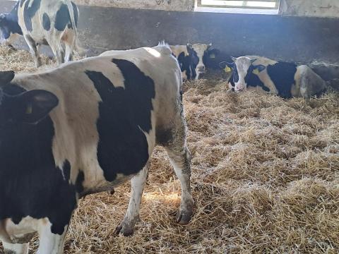 Eladó Holstein Bikák