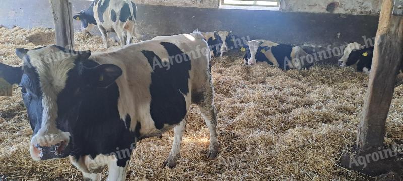 Eladó Holstein Bikák