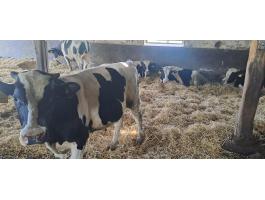Eladó Holstein Bikák