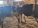 Eladó Holstein Bikák