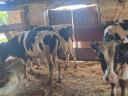 Eladó Holstein Bikák