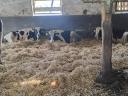 Eladó Holstein Bikák