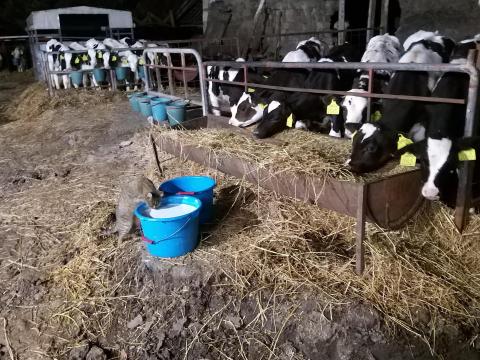 Holstein bikaborjak 7-42 napos kor között Holstein bikaborjak 7-42 napos kor között