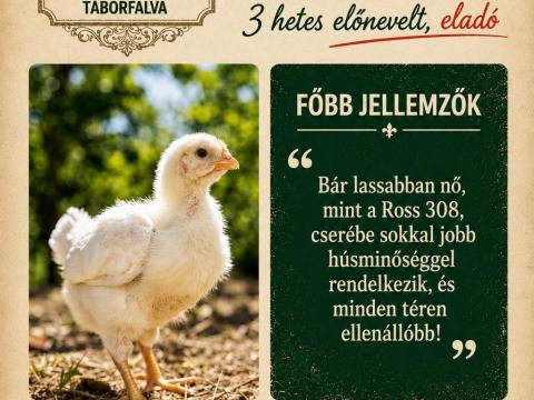 Hubbard húshibrid csirke