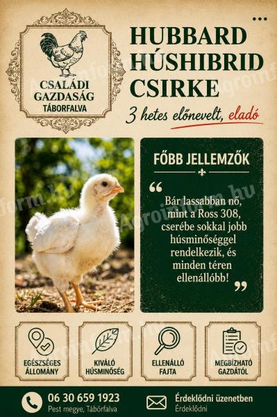 Hubbard húshibrid csirke