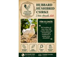 Hubbard húshibrid csirke