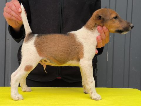 Törzskönyvezett foxterrier kan kiskutya