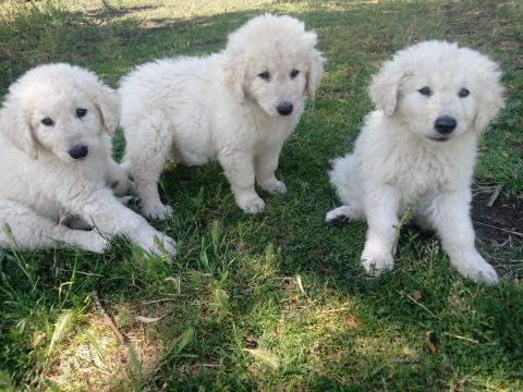 8 hetes tanyasi kuvasz kiskutyák Kiskunfélegyházán. Vihetők június 13-án, szombaton