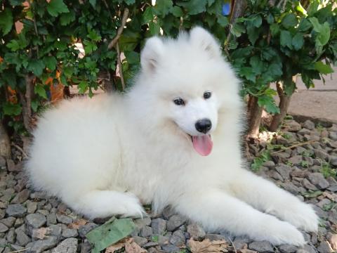 Aranyos samoyed fajtajellegű kislány gazdira vár