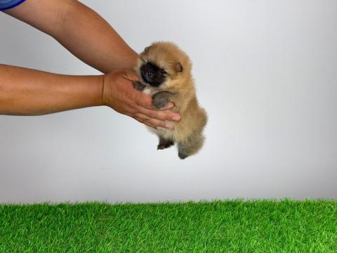 Törzskönyves Pomerániai törpespitz Pomi kiskutya