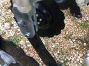 MOM Strip Hawk Easy sávművelő-sávfrissítő gép strip-till műveléshez