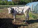 Holstein üsző eladó