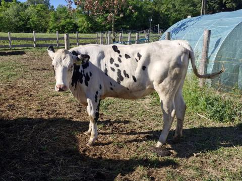 Holstein üsző eladó Holstein üsző eladó