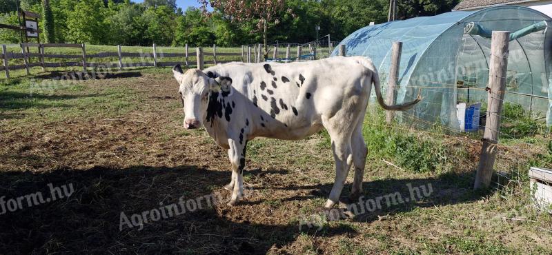 Holstein üsző eladó
