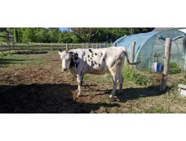 Holstein üsző eladó