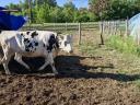 Holstein üsző eladó