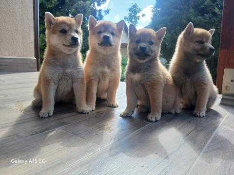 Shiba inu kiskutyák