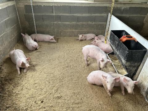 Topigs X Hypor Maxter hústipusúmalacok eladóak Topigs X Hypor Maxter hústipusúmalacok eladóak