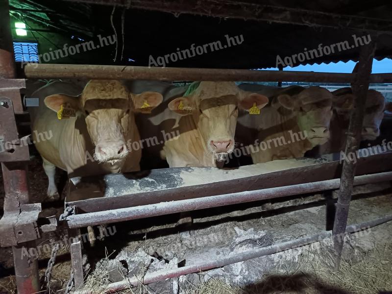 Charolais bikák